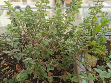 cultivating creativity - oregano