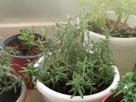 gardening in cyprus